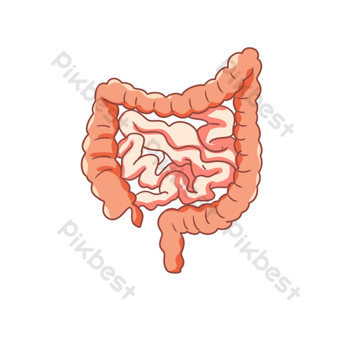 Detail Gambar Usus Manusia Nomer 44