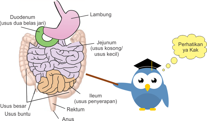 Detail Gambar Usus Penyerapan Nomer 14