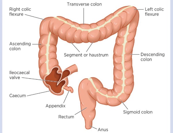 Detail Gambar Usus Penyerapan Nomer 20