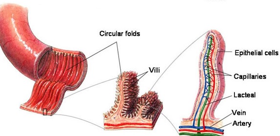 Detail Gambar Usus Penyerapan Nomer 26