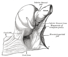 Detail Gambar Usus Penyerapan Nomer 3