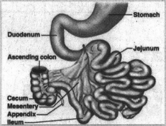 Detail Gambar Usus Penyerapan Nomer 37