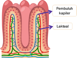 Detail Gambar Usus Penyerapan Nomer 48