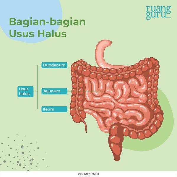 Detail Gambar Usus Penyerapan Nomer 7