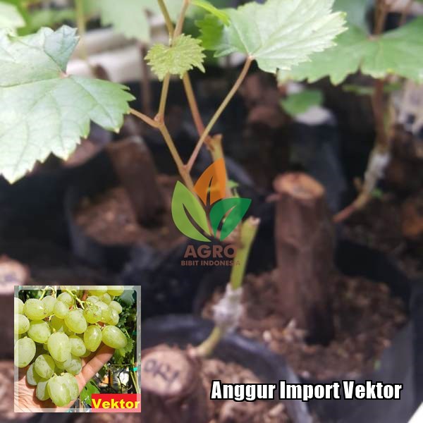 Detail Gambar Vektor Anggur Hijau Nomer 30