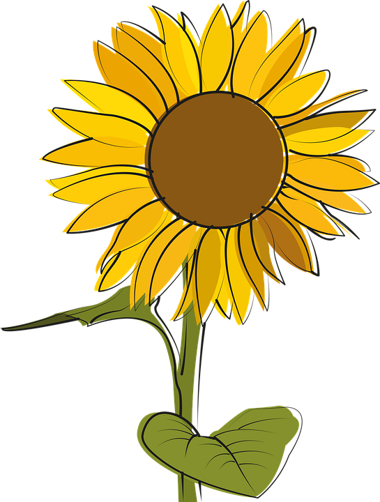 Gambar Vektor Bunga Matahari - KibrisPDR