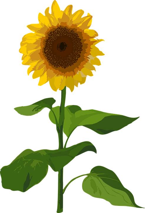 Detail Gambar Vektor Bunga Matahari Nomer 25