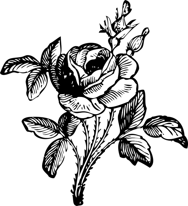 Detail Gambar Vektor Bunga Mawar Nomer 26