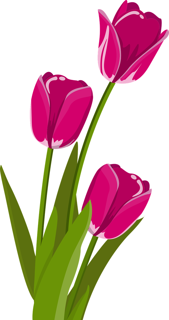 Detail Gambar Vektor Bunga Tulip Nomer 2