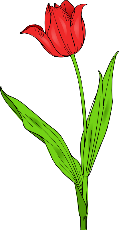 Detail Gambar Vektor Bunga Tulip Nomer 22