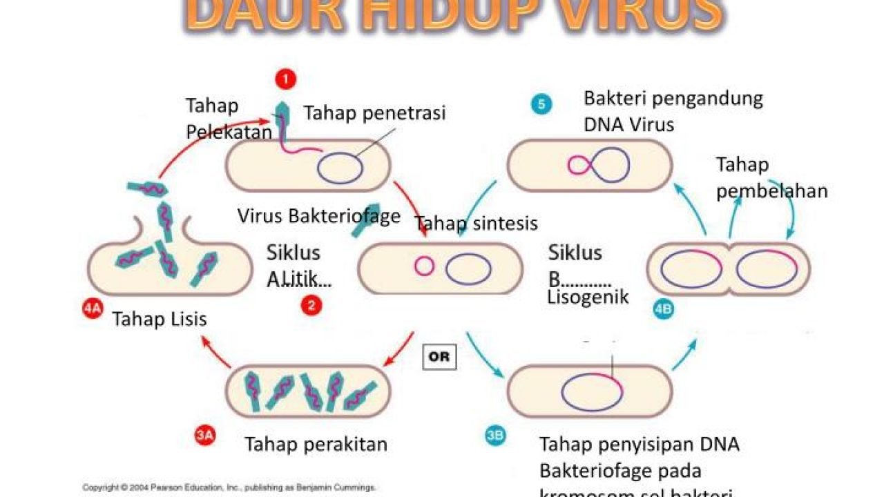 Detail Gambar Virus Bakteriofage Nomer 20