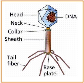 Detail Gambar Virus Bakteriofage Nomer 24