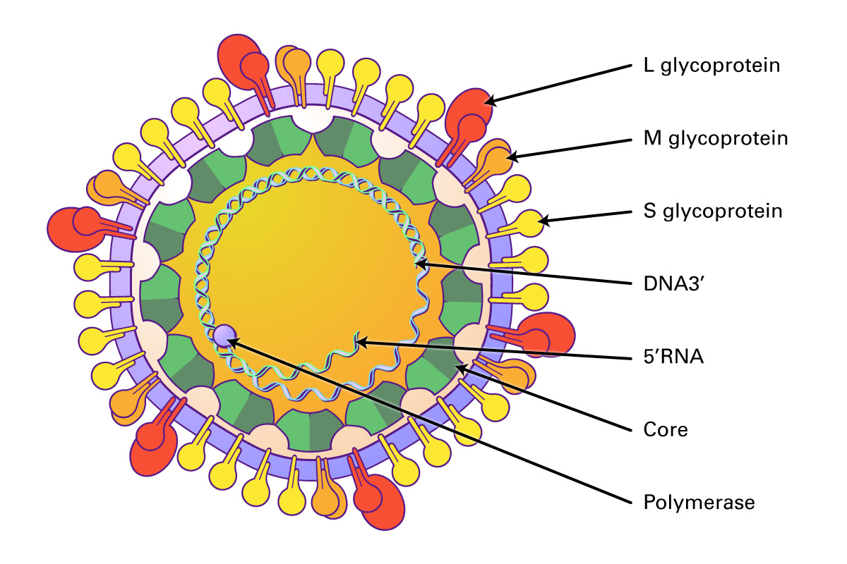 Detail Gambar Virus Hepatitis B Nomer 9