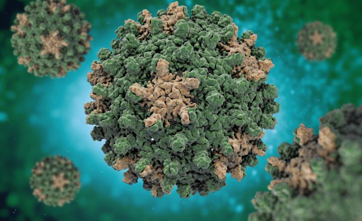 Detail Gambar Virus Hepatitis B Nomer 11