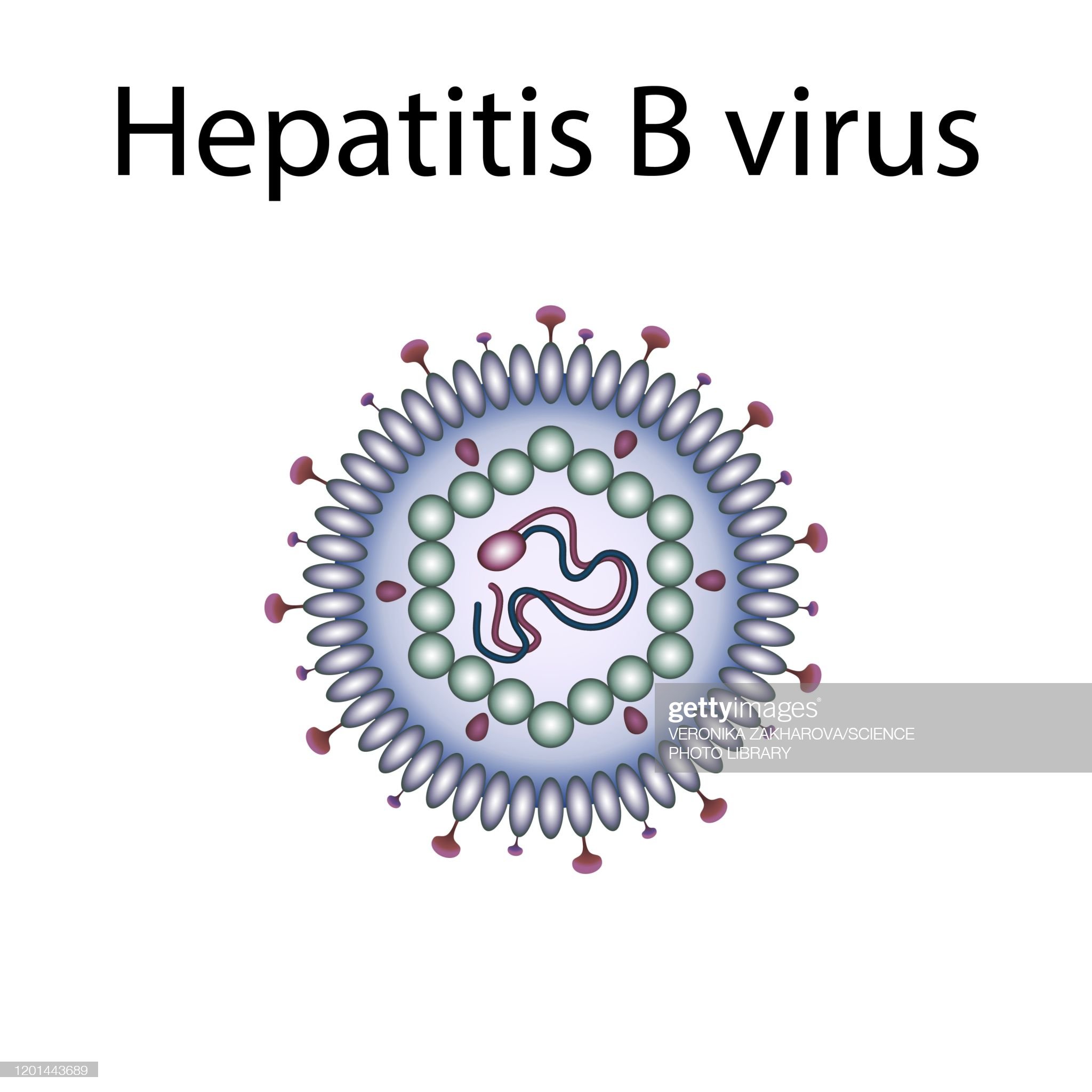 Detail Gambar Virus Hepatitis B Nomer 17