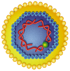 Detail Gambar Virus Hepatitis B Nomer 20