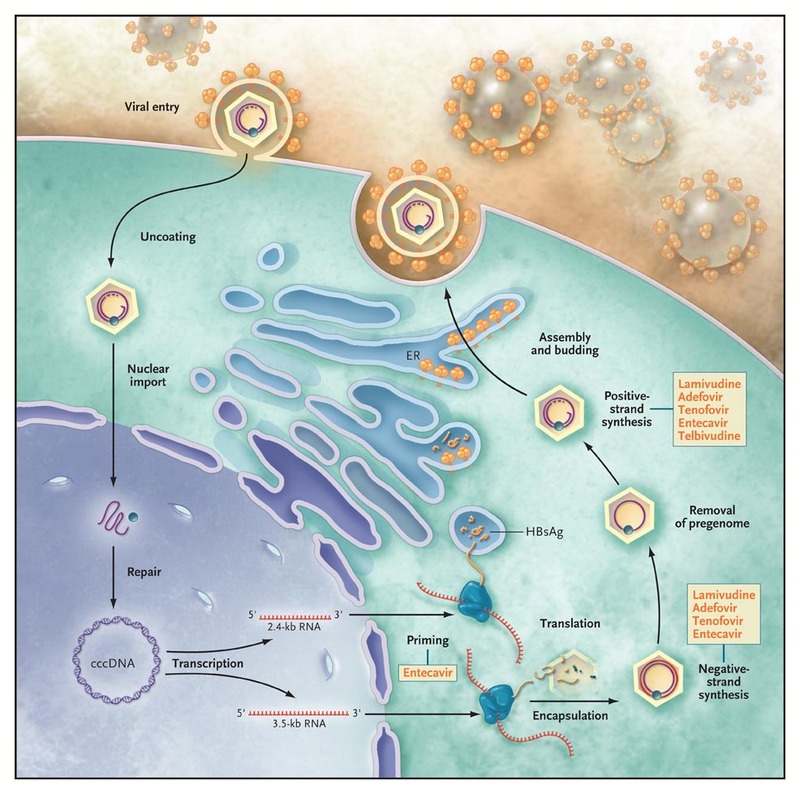 Detail Gambar Virus Hepatitis B Nomer 21