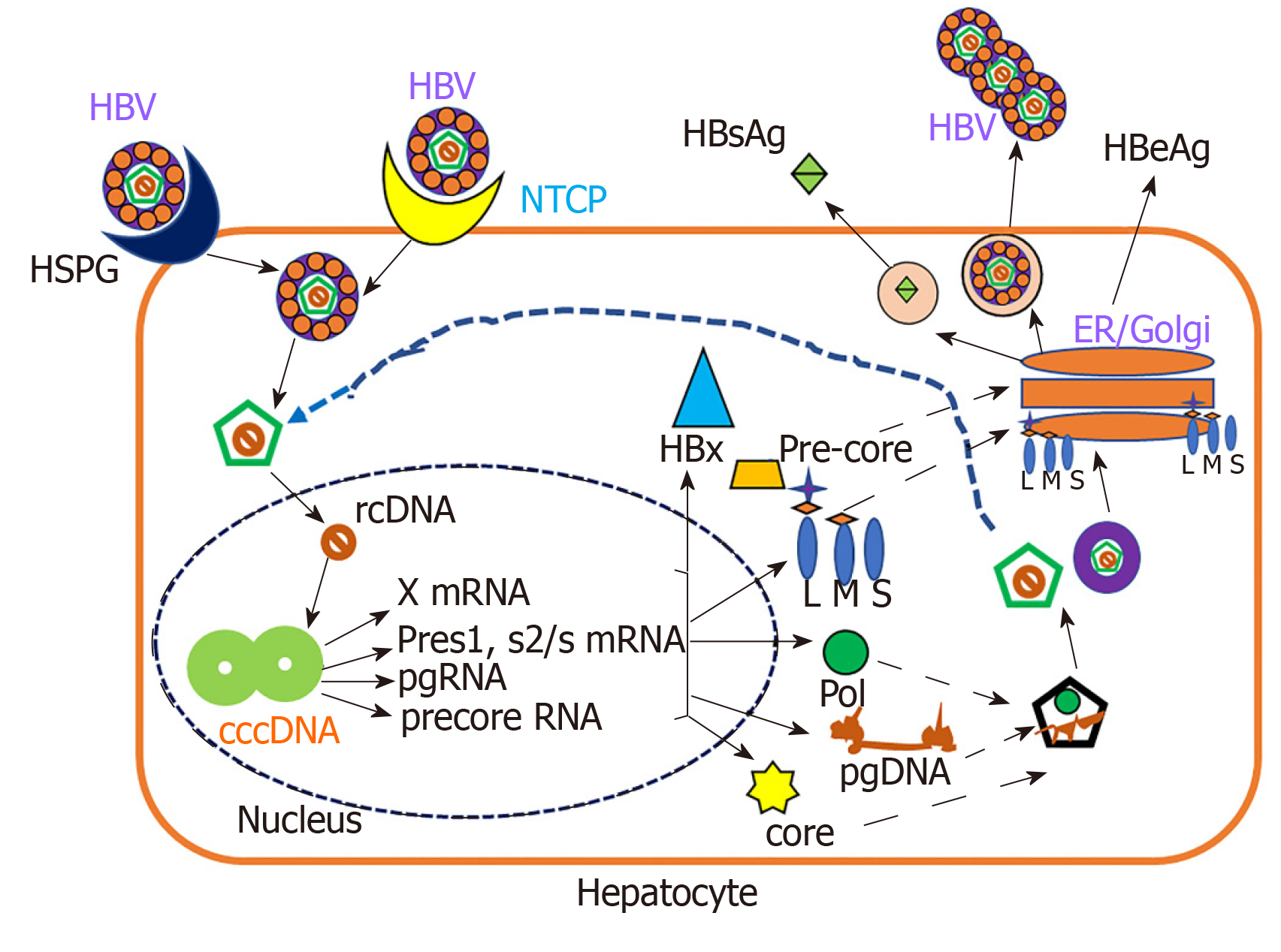 Detail Gambar Virus Hepatitis B Nomer 26