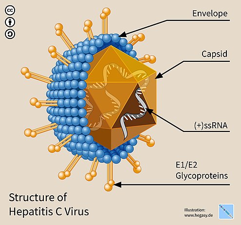 Detail Gambar Virus Hepatitis B Nomer 28