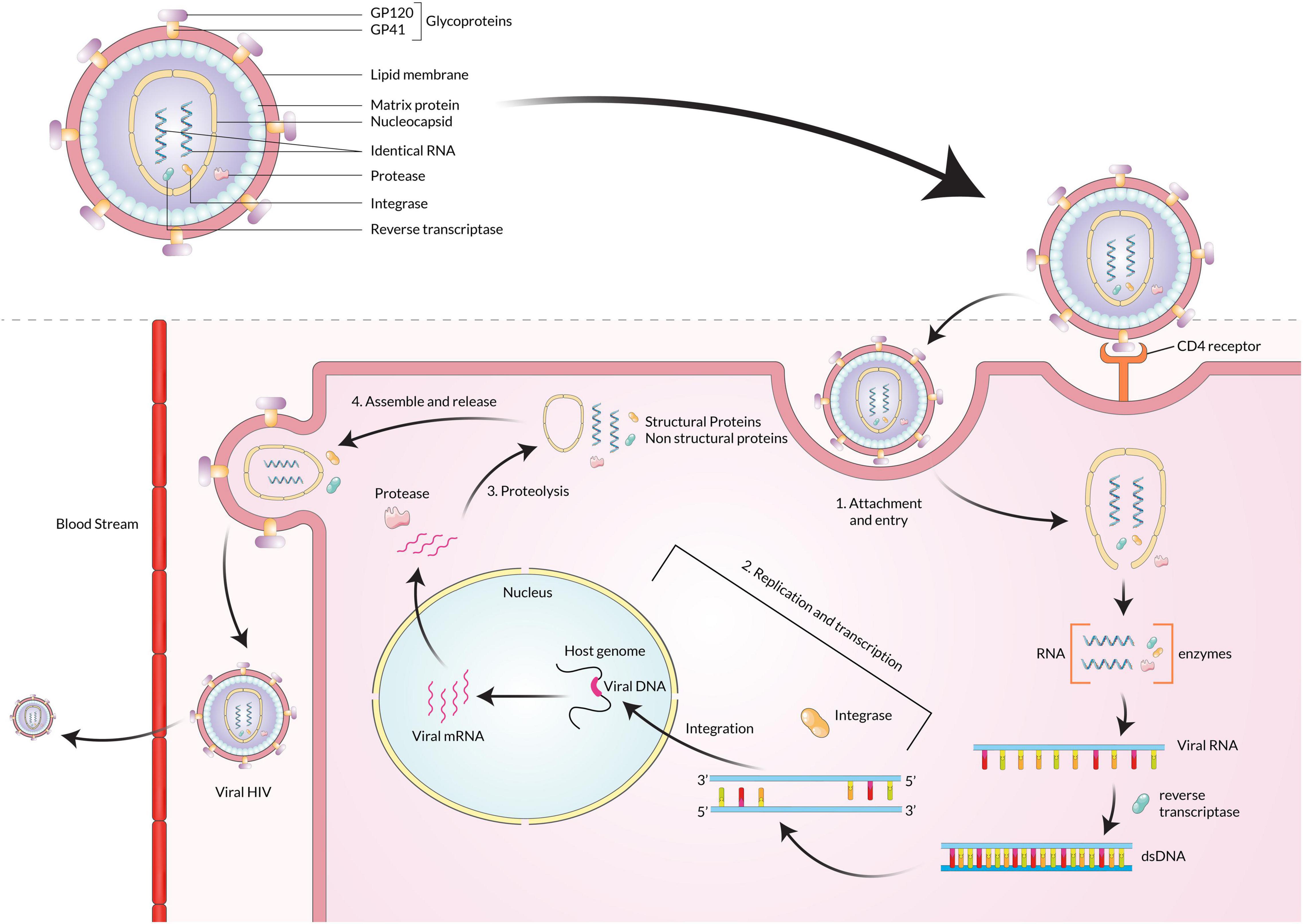 Detail Gambar Virus Hepatitis B Nomer 39