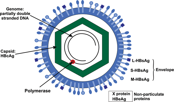 Detail Gambar Virus Hepatitis B Nomer 7