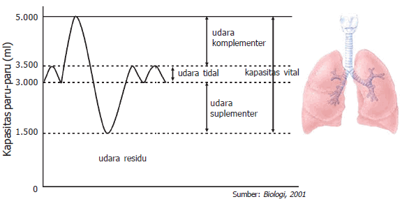 Detail Gambar Volume Udara Pernapasan Nomer 12