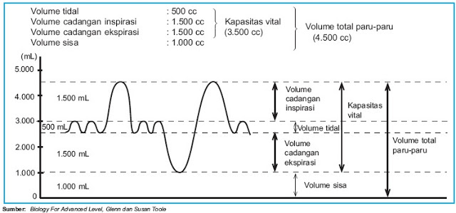 Detail Gambar Volume Udara Pernapasan Nomer 17