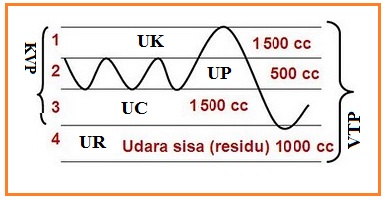 Detail Gambar Volume Udara Pernapasan Nomer 24