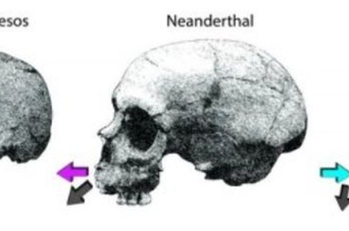 Detail Gambar Wajah Tengkorakmanusia Nomer 41