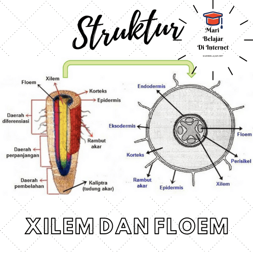 Gambar Xilem Dan Floem Beserta Penjelasannya - KibrisPDR