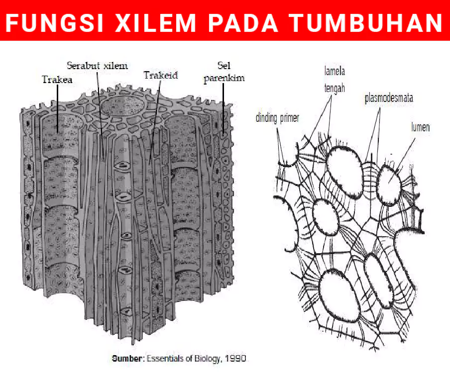 Detail Gambar Xilem Dan Floem Beserta Penjelasannya Nomer 17