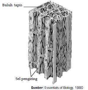 Detail Gambar Xilem Dan Floem Beserta Penjelasannya Nomer 26