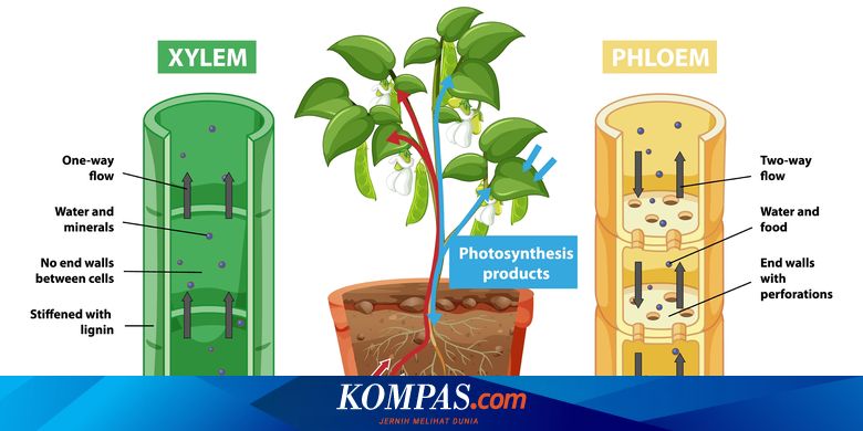 Detail Gambar Xilem Dan Floem Beserta Penjelasannya Nomer 29