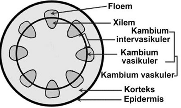 Detail Gambar Xilem Dan Floem Beserta Penjelasannya Nomer 4