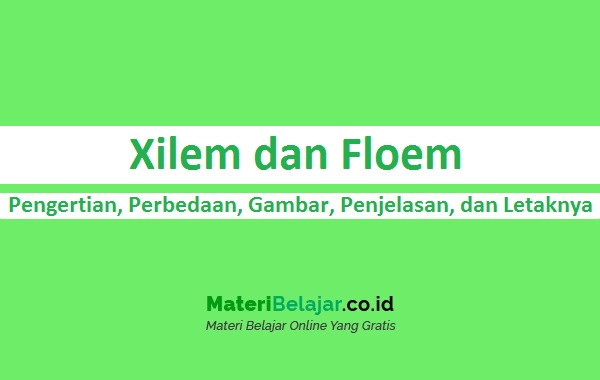 Detail Gambar Xilem Dan Floem Beserta Penjelasannya Nomer 35