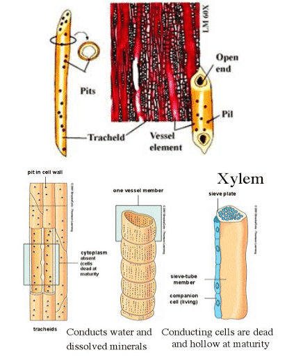 Detail Gambar Xilem Dan Floem Beserta Penjelasannya Nomer 36