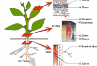 Detail Gambar Xilem Dan Floem Beserta Penjelasannya Nomer 40