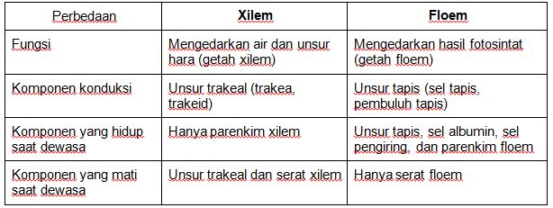 Detail Gambar Xilem Dan Floem Beserta Penjelasannya Nomer 44