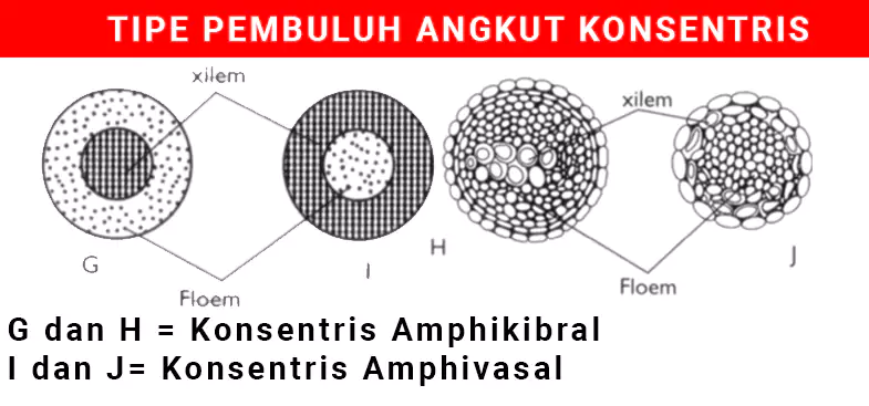 Detail Gambar Xilem Dan Floem Beserta Penjelasannya Nomer 48