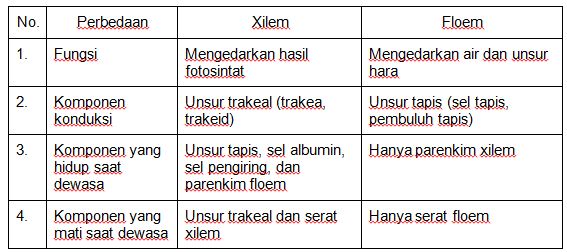 Detail Gambar Xilem Dan Floem Beserta Penjelasannya Nomer 53