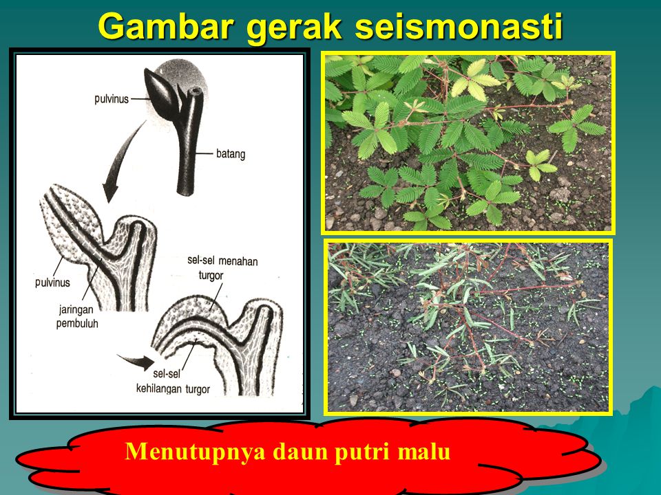 Detail Gerak Pada Tumbuhan Beserta Gambarnya Gambar Gerak Fotonasti Nomer 38