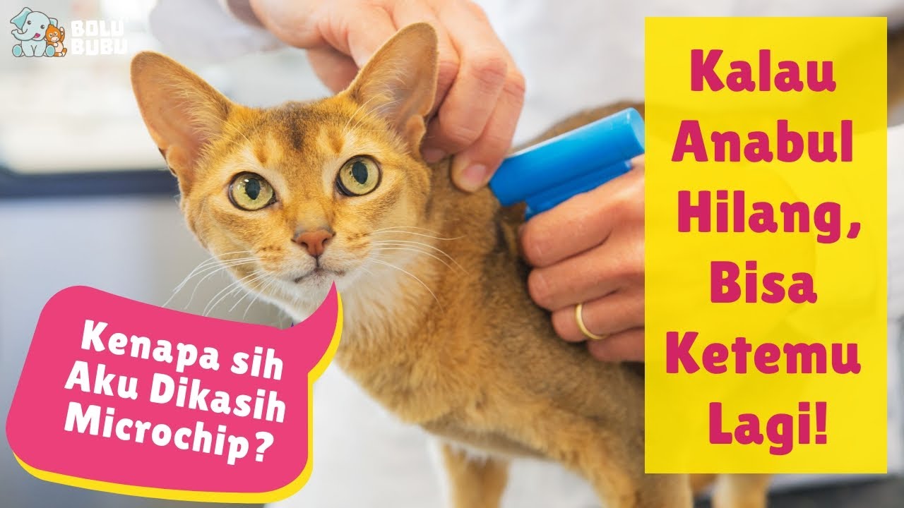 Detail Gps Untuk Kucing Nomer 25