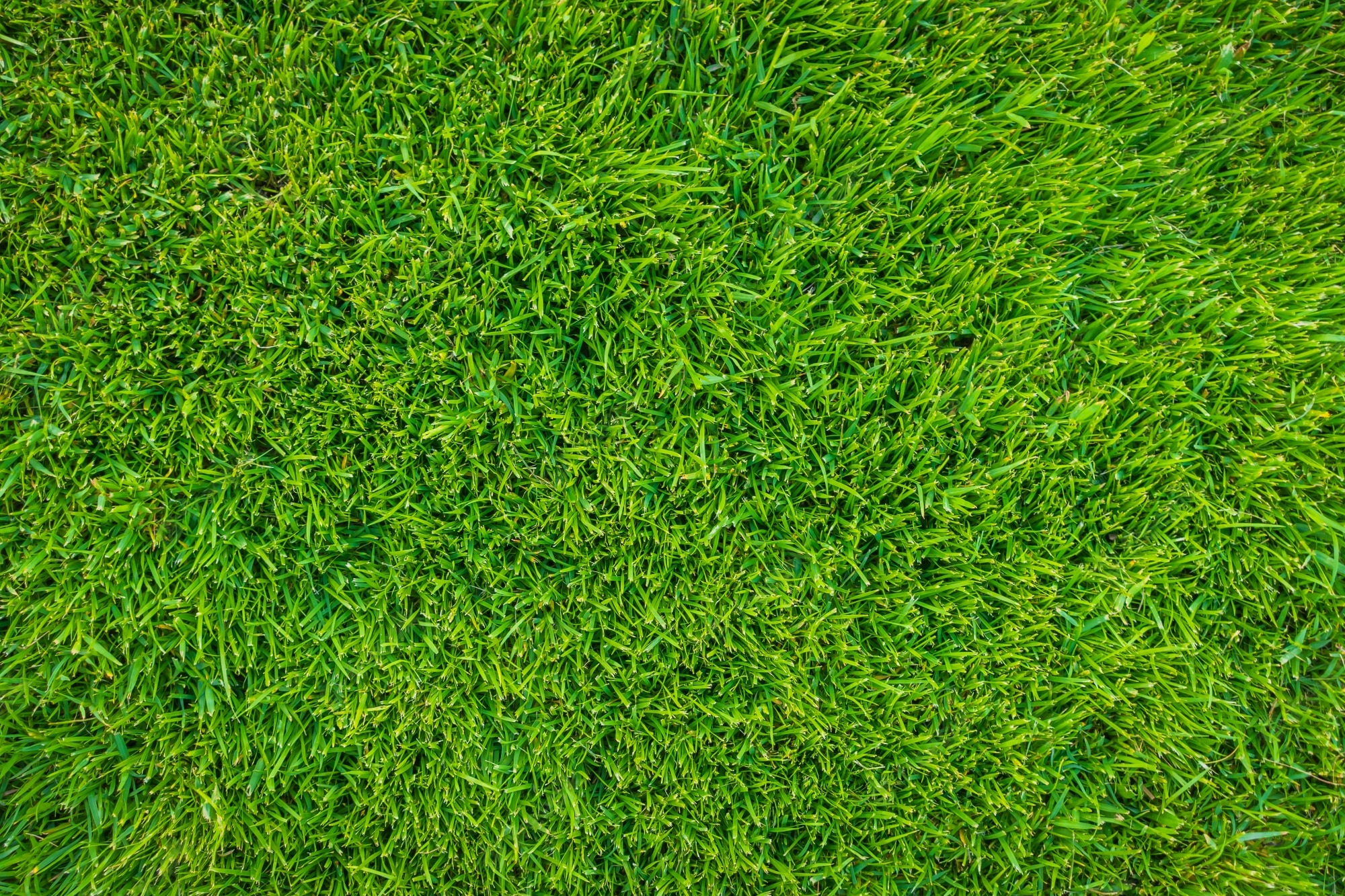 Detail Grass Background Hd Nomer 19