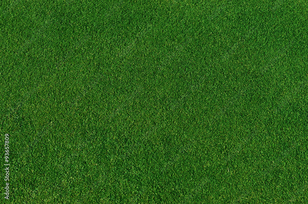 Detail Grass Background Hd Nomer 33