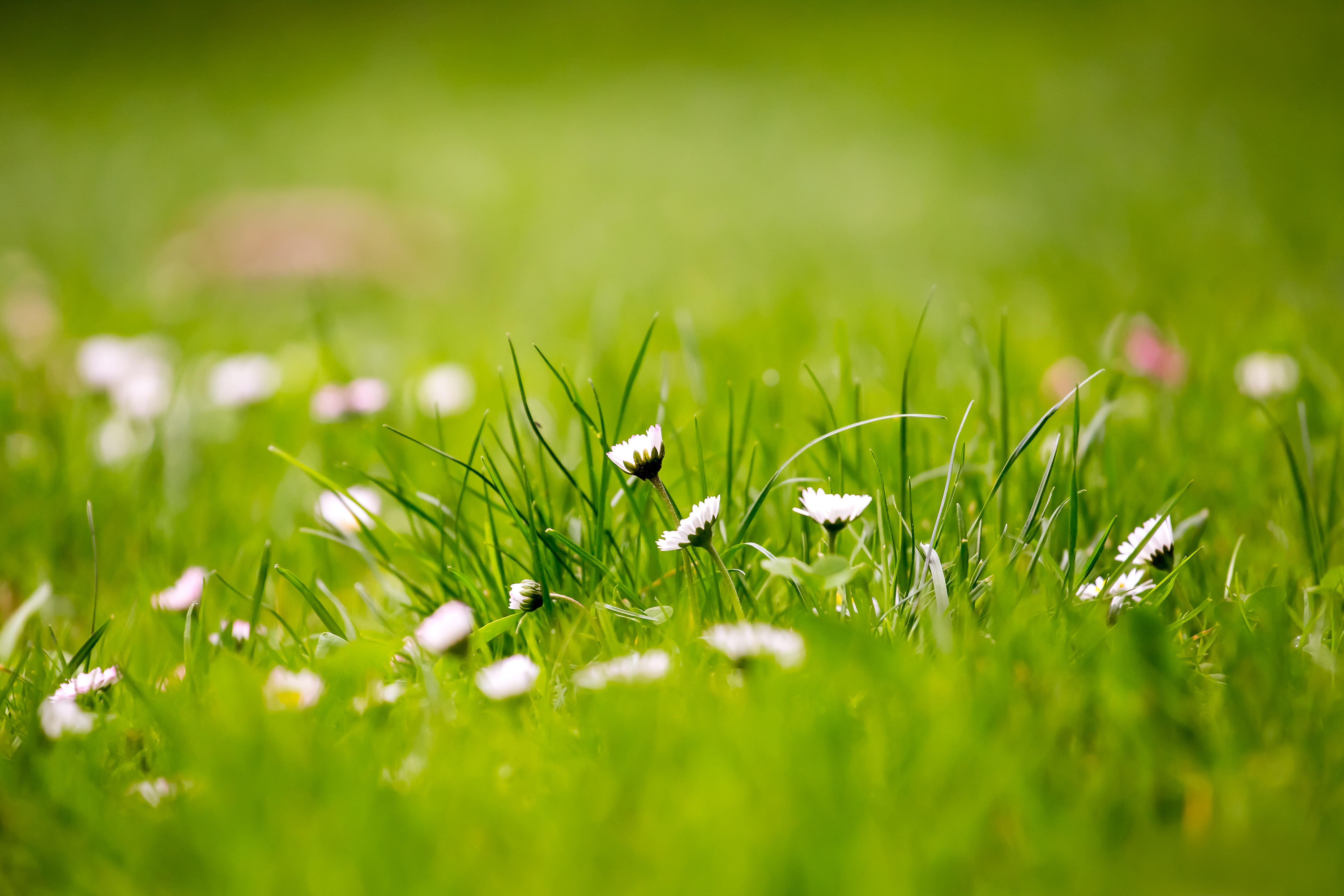 Detail Grass Background Hd Nomer 6