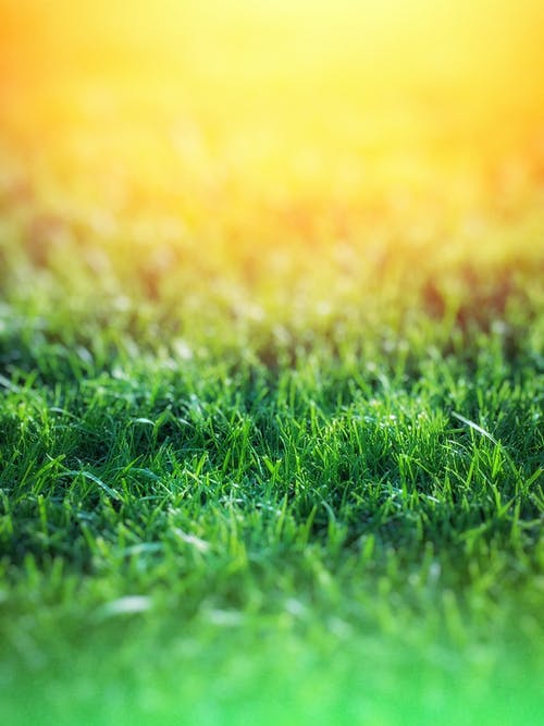 Detail Grass Background Hd Nomer 7