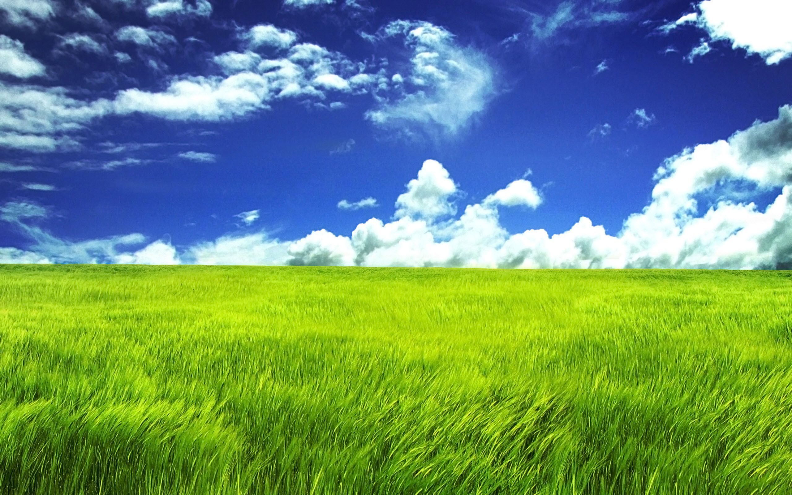 Grass Field Wallpaper - KibrisPDR