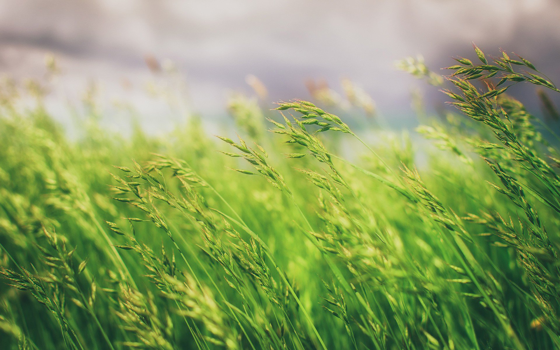 Detail Grass Field Wallpaper Nomer 18