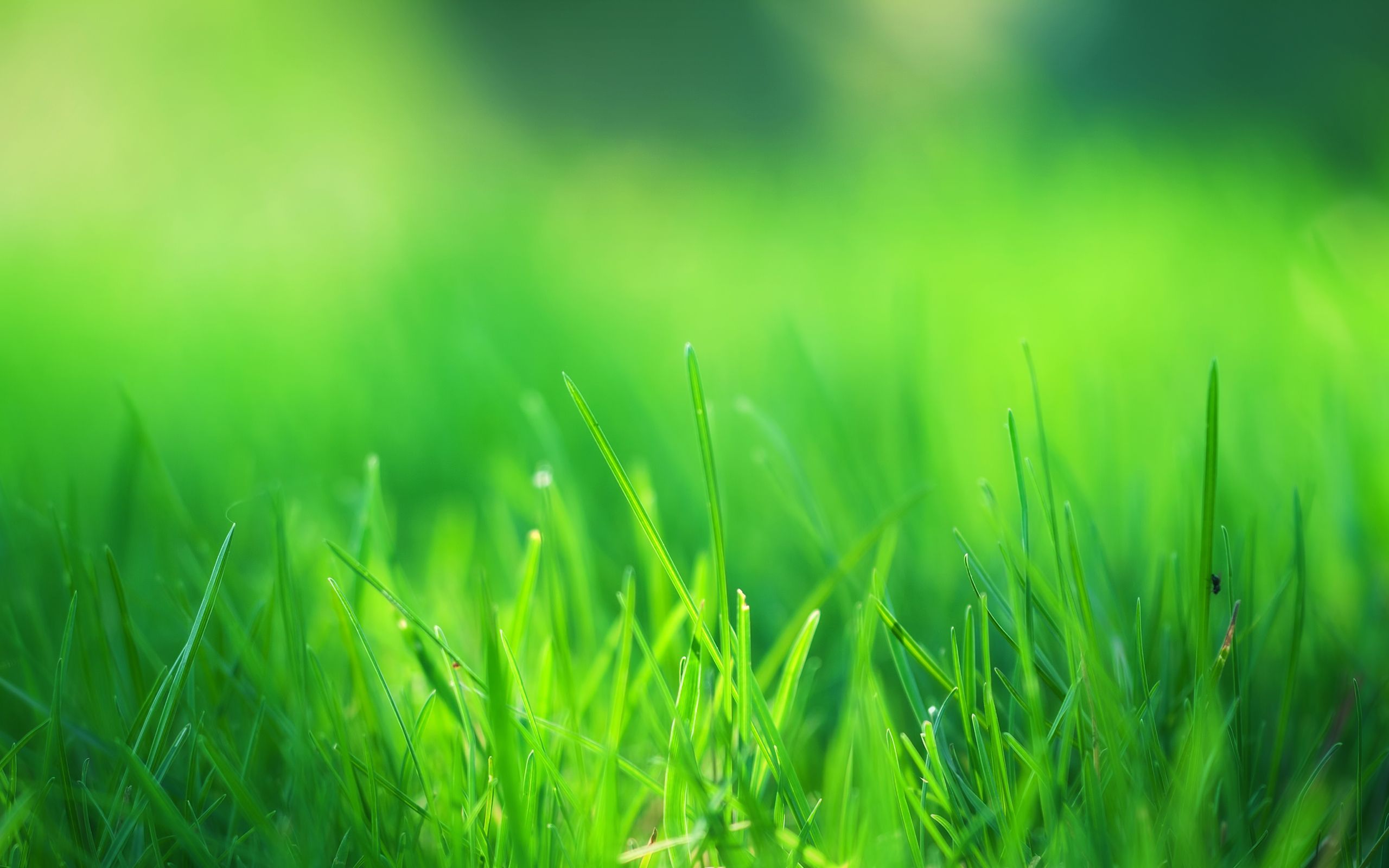 Зелень. Фон зелень. Сочная трава. Зеленая трава. Green. Зелень. Фон зелень. Сочная трава. Зеленая трава.