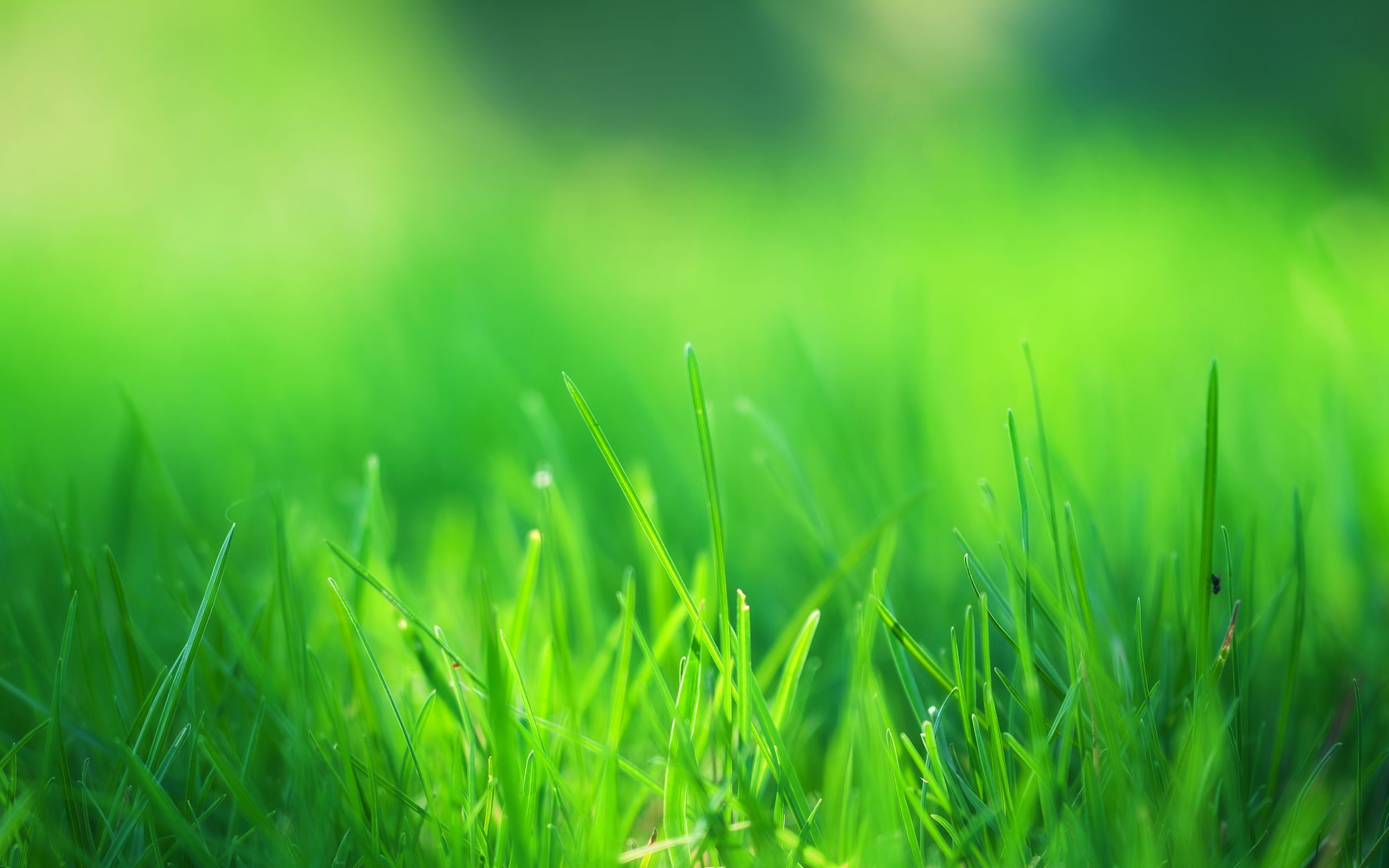 Detail Grass Field Wallpaper Nomer 29